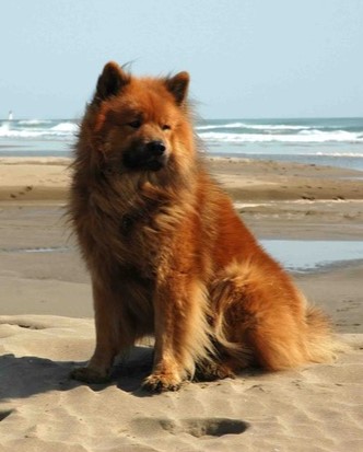 Bild eines Eurasiers