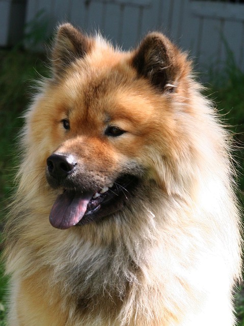 Bild eines Eurasiers