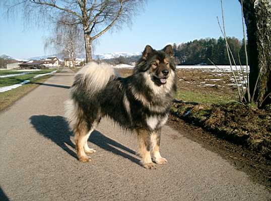 Bild eines Eurasiers